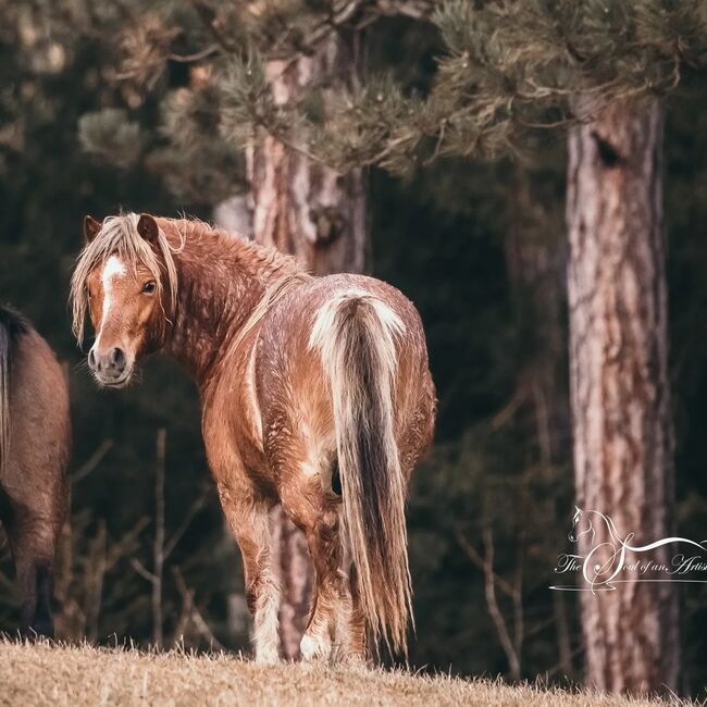 Junges Welsh A Pony mit Papier, Nadja Klement , Konie na sprzedaż, Enzersdorf/Fischa, Image 3