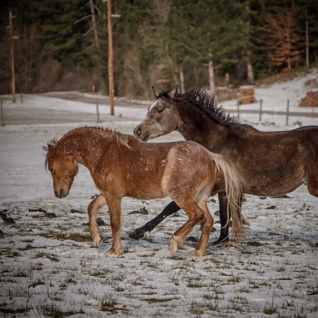 Junges Welsh A Pony mit Papier, Nadja Klement , Konie na sprzedaż, Enzersdorf/Fischa, Image 5