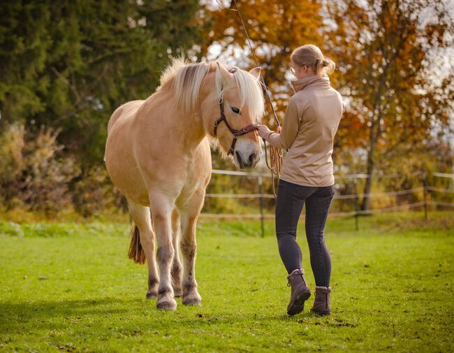 Mobiles Pferdetraining, Reitunterricht, Bodenarbeit, Lea Acker, Riding Lessons, Neufra, Image 3
