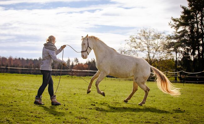 Mobiles Pferdetraining, Reitunterricht, Bodenarbeit, Lea Acker, Riding Lessons, Neufra