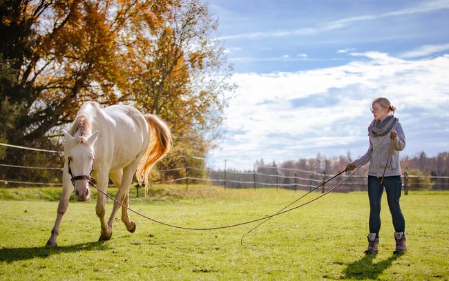 Mobiles Pferdetraining, Reitunterricht, Bodenarbeit, Lea Acker, Riding Lessons, Neufra, Image 6