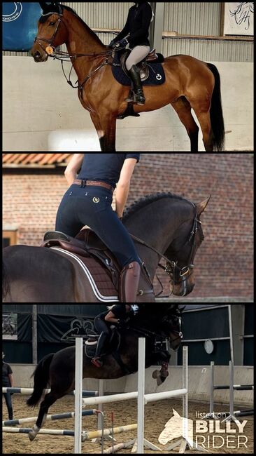 Mobiler Reitunterricht, Vaney, Riding Lessons, Seuzach, Image 4