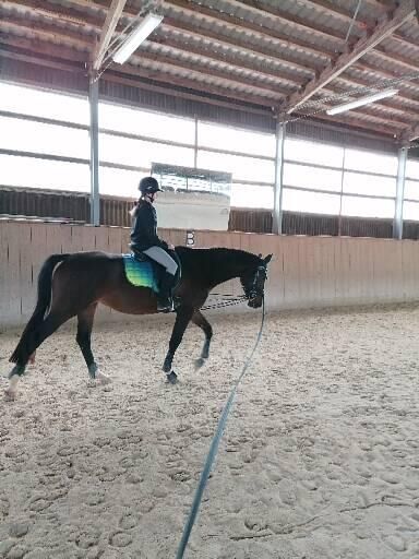 Mobiler Reitunterricht, Claudia D., Riding Lessons, Zwickau, Image 6