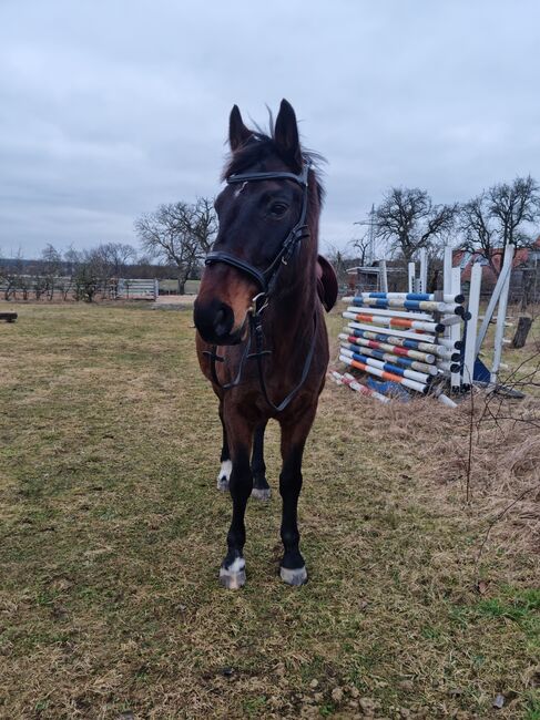 Mobiler Reitunterricht rund um Schwabach, Jasmin Hafner, Riding Lessons, Schwabach