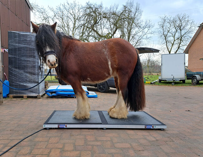 Mobile Pferdewaage Raum Hannover, AE Tier Physio, Sonstiges, Burgdorf