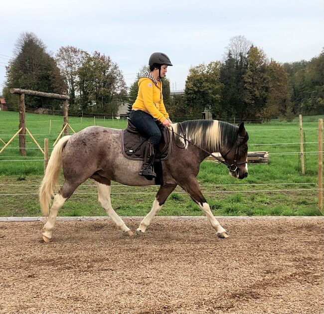 mobiler Reitunterricht, Trainer-B, Isabel Hilpp, Riding Lessons, Forst