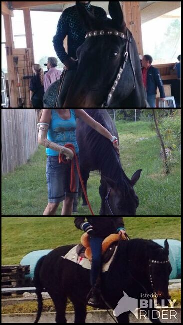 Mobilen Reitunterricht und Horsemanship, Chrissy König, Reitunterricht, Oy-mittelberg, Abbildung 4