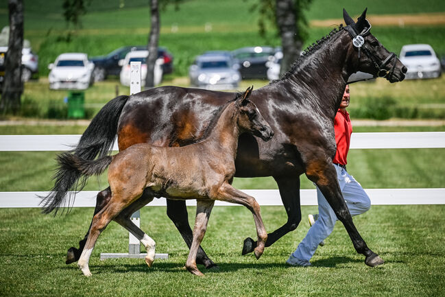 Bewegungsstarkes Hengstfohlen, Beatrice Matos, Konie na sprzedaż, Illhart, Image 2