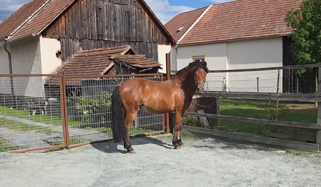 Nervenstarker junger Ponywallach!, Barbara Granig, Konie na sprzedaż, Unterwart, Image 5