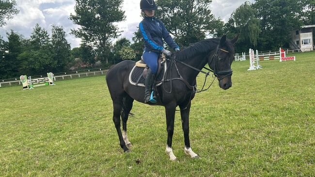 Brave Stute 11jahre, B.M., Horses For Sale, Großheide