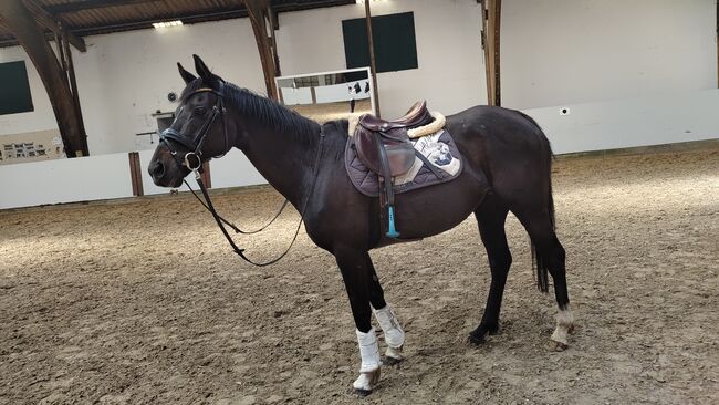 Brave Stute 11jahre, B.M., Horses For Sale, Großheide, Image 3