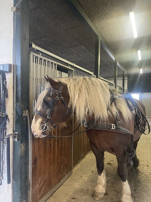 Schwarzwälder Dunkelfuchs, Reit- und Fahrpferd, Fine Larsen, Horses For Sale, Holte, Image 5