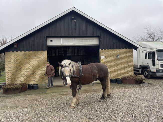 Schwarzwälder Dunkelfuchs, Reit- und Fahrpferd, Fine Larsen, Horses For Sale, Holte, Image 7