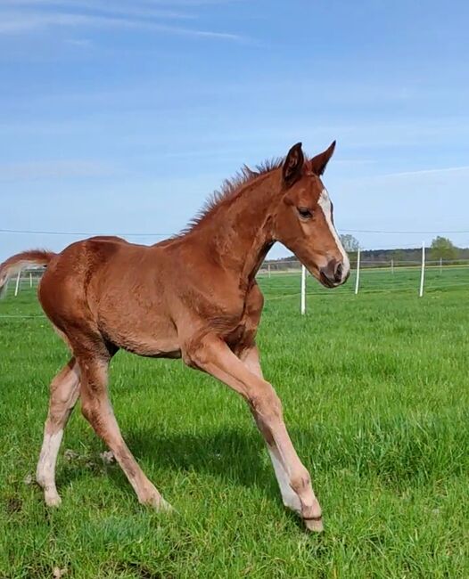 Dunkelfuchs Stutfohlen Selectric x St.Schufro, Daniela, Horses For Sale, Oebisfelde, Image 3