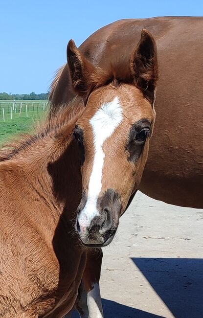 Dunkelfuchs Stutfohlen Selectric x St.Schufro, Daniela, Horses For Sale, Oebisfelde