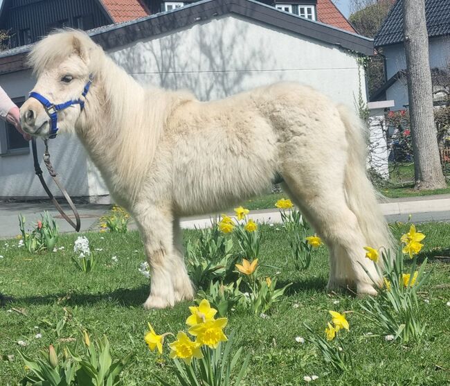 Mogli from A.M.S, Adriana, Horses For Sale, Brakel