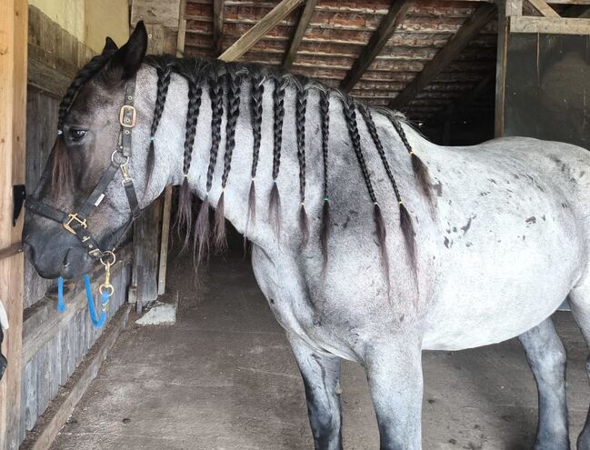 Mohrenkopf Noriker abstammend v. Smokey Vulkan x Zimber Schaunitz, Pferdevermittlung Leus (Pferdevermittlung Leus ), Horses For Sale, Indersdorf