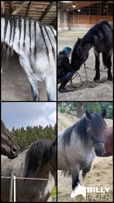 Mohrenkopf Noriker abstammend v. Smokey Vulkan x Zimber Schaunitz, Pferdevermittlung Leus (Pferdevermittlung Leus ), Horses For Sale, Indersdorf, Image 5