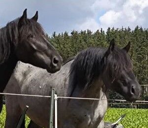 Mohrenkopf Noriker abstammend v. Smokey Vulkan x Zimber Schaunitz, Pferdevermittlung Leus (Pferdevermittlung Leus ), Horses For Sale, Indersdorf, Image 2