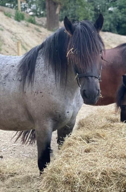 Mohrenkopf Noriker abstammend v. Smokey Vulkan x Zimber Schaunitz, Pferdevermittlung Leus (Pferdevermittlung Leus ), Horses For Sale, Indersdorf, Image 4