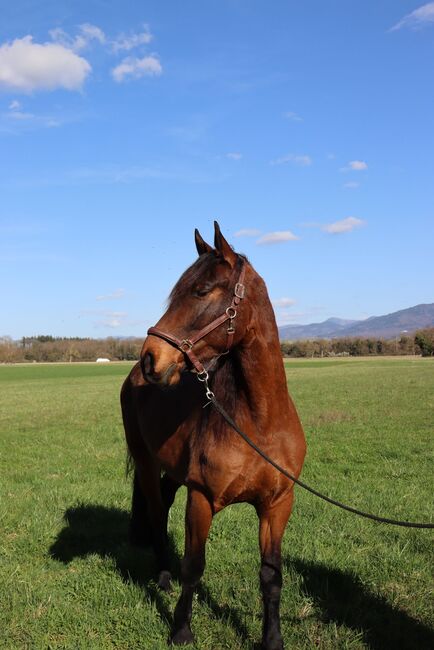 Mein fünf jährigen Wallach, Frank, Konie na sprzedaż, Neuenburg am Rhein 
