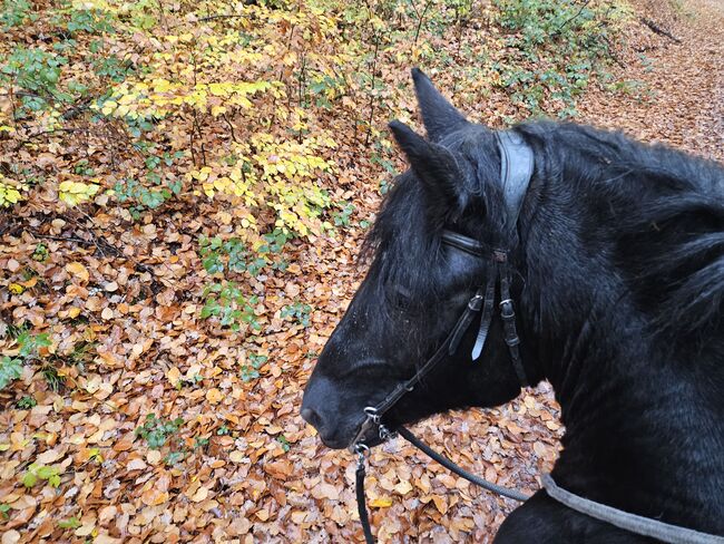 Mein sanfter Berg..., Franziska Dascher , Konie na sprzedaż, Sankt Katharinen