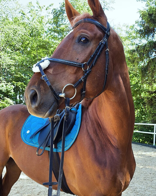 Moji sucht seinen Partner, Anna-Lena , Horses For Sale, Obertrum am See, Image 4