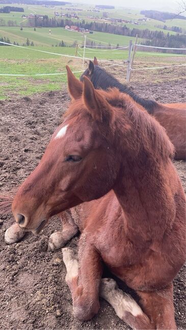 Moji sucht seinen Partner, Anna-Lena , Horses For Sale, Obertrum am See, Image 8