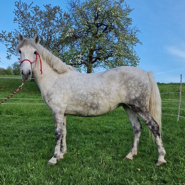 🥰 Molly 🥰, Denise, Pferd kaufen, Aurolzmünster , Abbildung 2