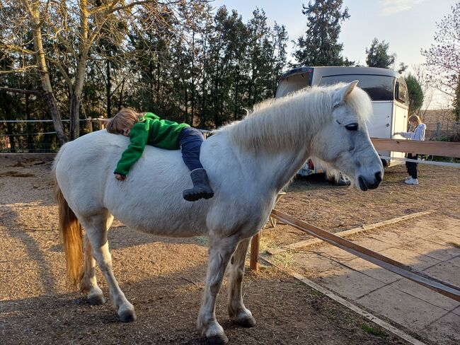 Mona – verlässliches, vielseitiges Familienpony sucht Herzensplatz, Josefin, Horses For Sale, Kirchberg am Wagram