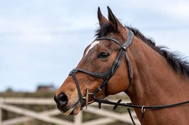 Montar figure of eight, Montar Lyon  Figure of eight, Gemma potts , Bridles & Headstalls, Crook 