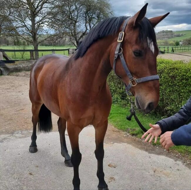 Montreal, ein Traumpferd, Gordana Lukovic, Konie na sprzedaż, Belgrad