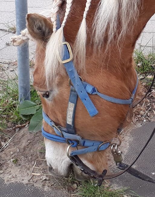 Monty Roberts Dually Halfter blau (Warmblut, F), Monty Roberts  Dually, AJ, Kantary, Norderstedt