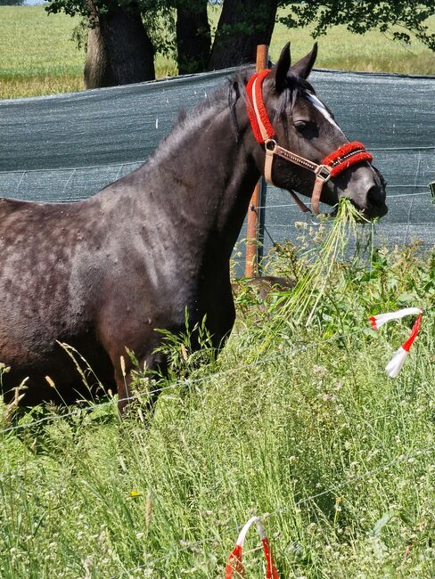 Wunderschöne Glanzrappe, Yvonne , Horses For Sale, Grimma, Image 2