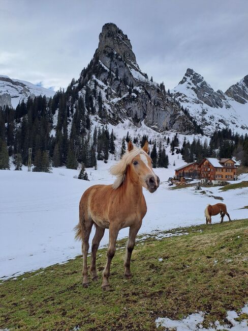 Hübsches Haflinger-Stutfohlen zu verkaufen, Sarah, Horses For Sale, Isenthal