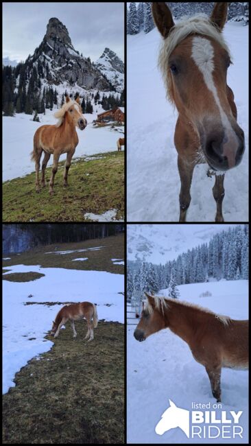 Hübsches Haflinger-Stutfohlen zu verkaufen, Sarah, Horses For Sale, Isenthal, Image 10