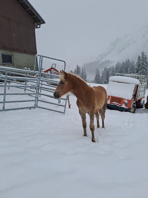 Hübsches Haflinger-Stutfohlen zu verkaufen, Sarah, Horses For Sale, Isenthal, Image 9