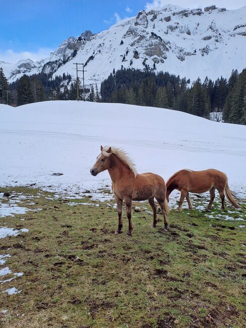 Hübsches Haflinger-Stutfohlen zu verkaufen, Sarah, Horses For Sale, Isenthal, Image 3