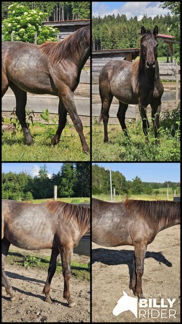 bildhübsches Herzenspferd (Quarter Horse) in Smoky Blue Roan abzugeben, Kerstin Rehbehn (Pferdemarketing Ost), Horses For Sale, Nienburg, Image 10