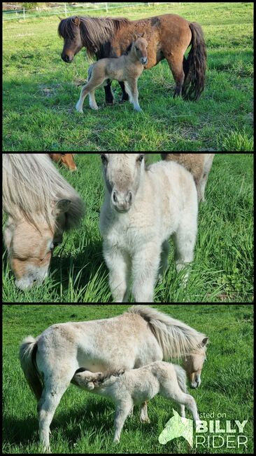 Wunderschöne Hengstfohlen Partbred Shetty Falbe, Nadine  (Shettyzucht Frechdachs ), Horses For Sale, Heringen, Image 4