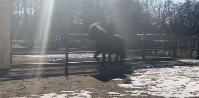 Hübsches Islandpferd mit Traum Mähne, Silke Köhler, Horses For Sale, Image 13