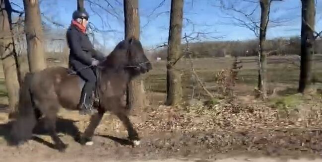 Hübsches Islandpferd mit Traum Mähne, Silke Köhler, Horses For Sale, Image 12
