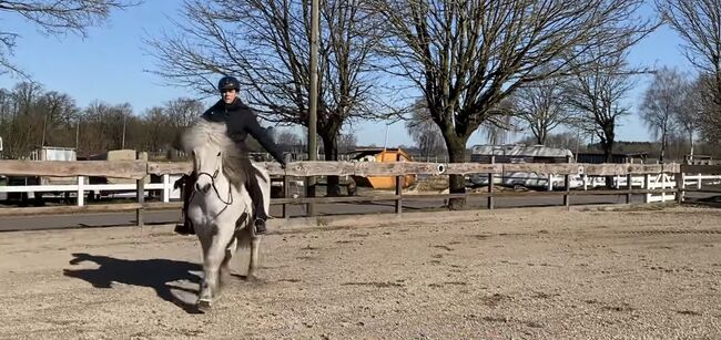 Hübsches Islandpferd für Freizeit, Silke Köhler, Horses For Sale, Image 11