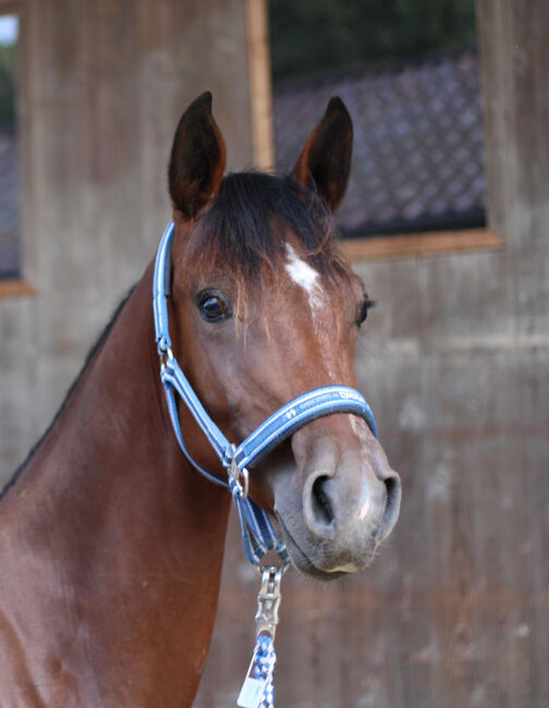 Hübscher dressurbetonter Youngster von Topas, N. Weber, Horses For Sale, Markgrönigen