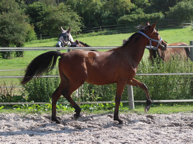 Hübscher dressurbetonter Youngster von Topas, N. Weber, Horses For Sale, Markgrönigen, Image 4