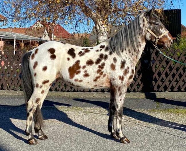 Wunderschönes Kleinpferd in Sonderlackierung, Apollo Eger, Horses For Sale, Nickelsdorf , Image 2