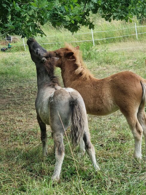 Schickes typvolles Stutfohlen Original Shetland, Nadine  (Shettyzucht Frechdachs ), Horses For Sale, Heringen, Image 3
