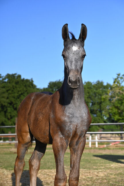 Wunderschönes Hengstfohlen von Durantos RR, Edith Rülck, Horses For Sale, Haltern am See, Image 2