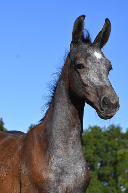 Wunderschönes Hengstfohlen von Durantos RR, Edith Rülck, Horses For Sale, Haltern am See, Image 3