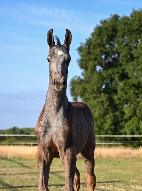 Wunderschönes Hengstfohlen von Durantos RR, Edith Rülck, Horses For Sale, Haltern am See